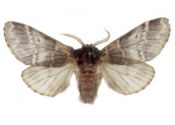 Drymonia ruficornis (Hufnagel, 1766) attēls