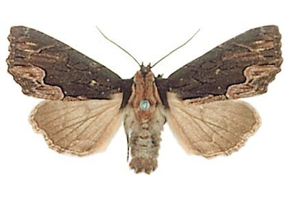 Dypterygia scabriuscula (Linnaeus, 1758) attēls