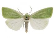 Earias clorana (Linnaeus, 1761) attēls