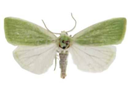 Earias clorana (Linnaeus, 1761) attēls