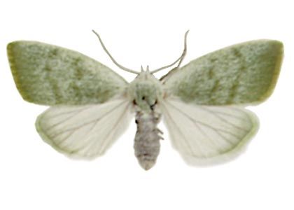 Earias vernana (Fabricius, 1787) attēls