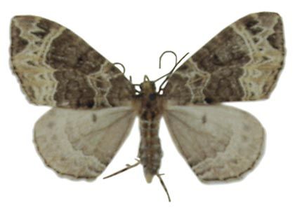 Ecliptopera silaceata (Denis & Schiffermüller, 1775) attēls