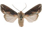 Egira conspicillaris (Linnaeus, 1758) attēls