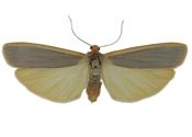 Eilema complana (Linnaeus, 1758) attēls