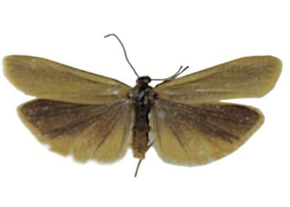 Eilema lutarella (Linnaeus, 1758) attēls