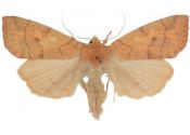 Enargia paleacea (Esper, 1788) attēls