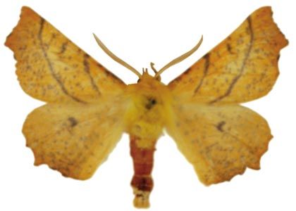 Ennomos alniaria (Linnaeus, 1758) attēls