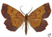 Epione vespertaria (Linnaeus, 1767) attēls