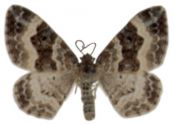 Epirhoe alternata (Müller, 1764) attēls