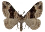 Epirhoe galiata (Denis & Schiffermüller, 1775) attēls