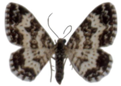 Epirhoe tristata (Linnaeus, 1758) attēls