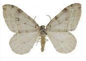 Epirrita christyi (Allen, 1906) attēls