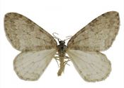 Epirrita dilutata (Denis & Schiffermüller, 1775) attēls