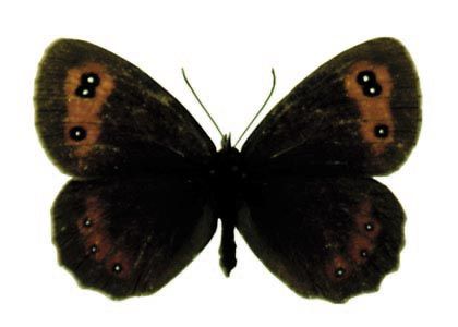 Erebia aethiops (Esper, 1777) attēls