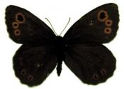 Erebia embla (Thunberg, 1791) attēls