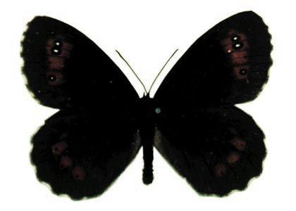 Erebia ligea (Linnaeus, 1758) attēls