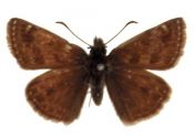 Erynnis tages (Linnaeus, 1758) attēls