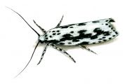 Ethmia pusiella (Linnaeus, 1758) attēls