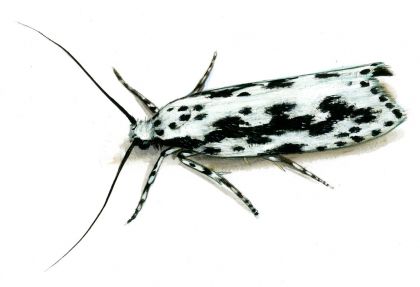 Ethmia pusiella (Linnaeus, 1758) attēls