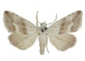 Eublemma minutana (Fabricius, 1794) attēls