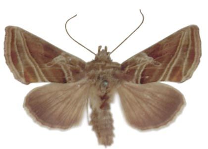 Euchalcia modestoides Poole, 1989 attēls
