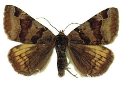 Euclidia glyphica (Linnaeus, 1758) attēls