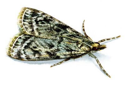 Eudonia truncicocella (Stainton, 1849) attēls