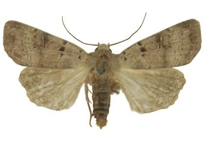 Eugnorisma depuncta (Linnaeus, 1761) attēls