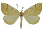 Eulithis mellinata (Fabricius, 1787) attēls