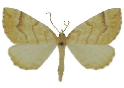 Eulithis mellinata (Fabricius, 1787) attēls