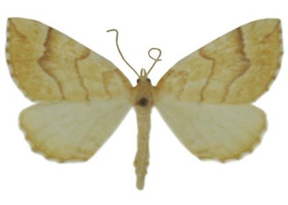 Eulithis mellinata (Fabricius, 1787) attēls