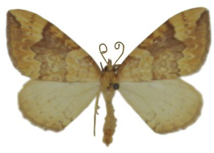 Eulithis populata (Linnaeus, 1758) attēls