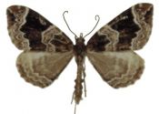 Eulithis prunata (Linnaeus, 1758) attēls