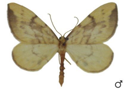 Eulithis pyraliata (Denis & Schiffermüller, 1775) attēls