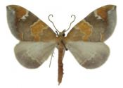 Eulithis pyropata (Hübner, 1809) attēls