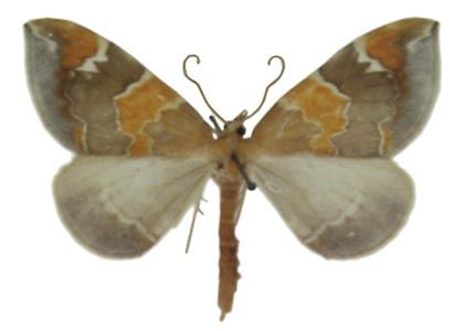 Eulithis pyropata (Hübner, 1809) attēls