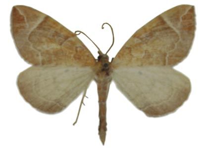 Eulithis testata (Linnaeus, 1761) attēls