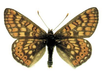 Euphydryas aurinia (Rottemburg, 1775) attēls