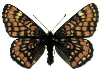 Euphydryas maturna (Linnaeus, 1758) attēls