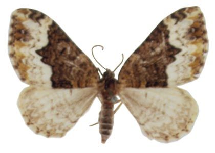 Euphyia biangulata (Haworth, 1809) attēls