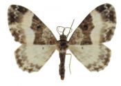 Euphyia unangulata (Haworth, 1809) attēls