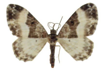 Euphyia unangulata (Haworth, 1809) attēls