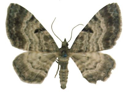 Eupithecia abietaria (Goeze, 1781) attēls