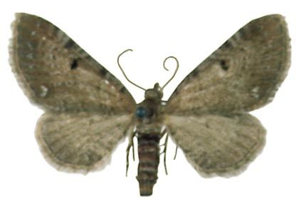 Eupithecia absinthiata (Clerck, 1759) attēls