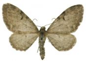 Eupithecia actaeata Walderdorff, 1869 attēls