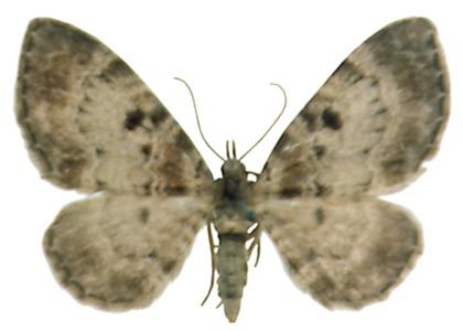 Eupithecia analoga Djakonov, 1926 attēls