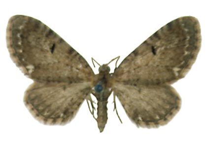 Eupithecia assimilata Doubleday, 1856 attēls
