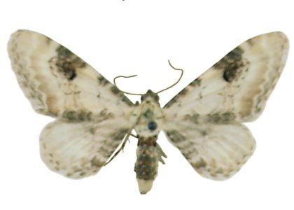 Eupithecia centaureata (Denis & Schiffermüller, 1775) attēls