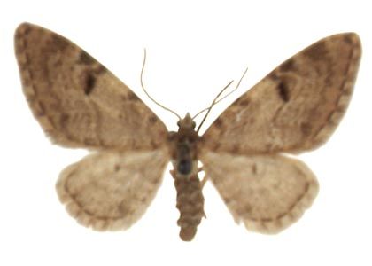 Eupithecia conterminata (Lienig & Zeller, 1846) attēls