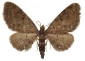 Eupithecia denotata (Hübner, 1813) attēls